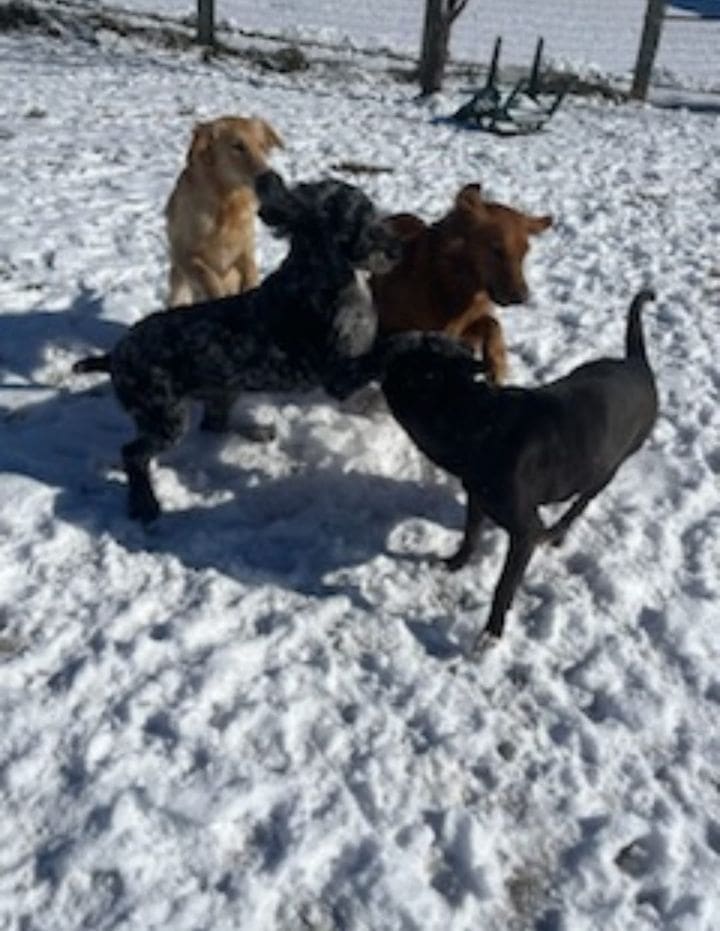 Dogs playing in snow