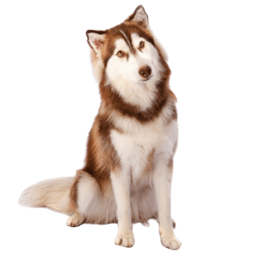 Home 1 Favorite Dog