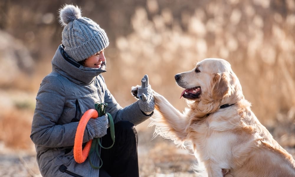 Training Services & Classes 1 Woman,Owner,Sitting,And,High,Five,To,Golden,Retriever,Dog