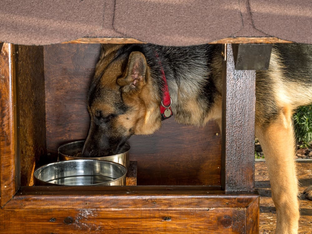 Contact Us 1 German,Shepherd,Eating,From,Metal,Bowl,In,Its,Kennel