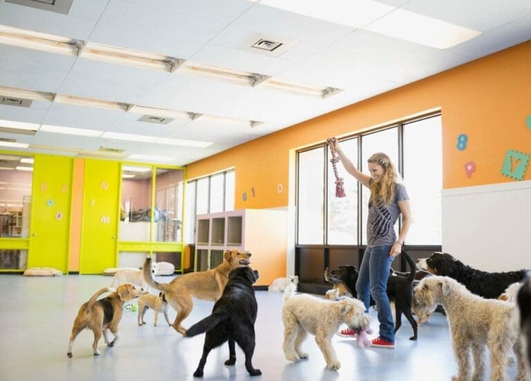 dog boarding stay