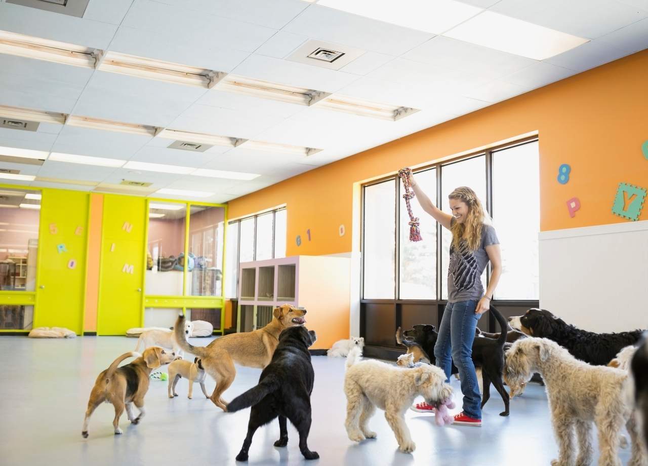 dog boarding stay