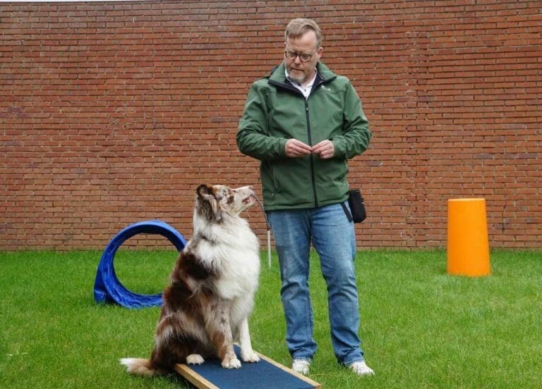 Understanding Dog Body Language