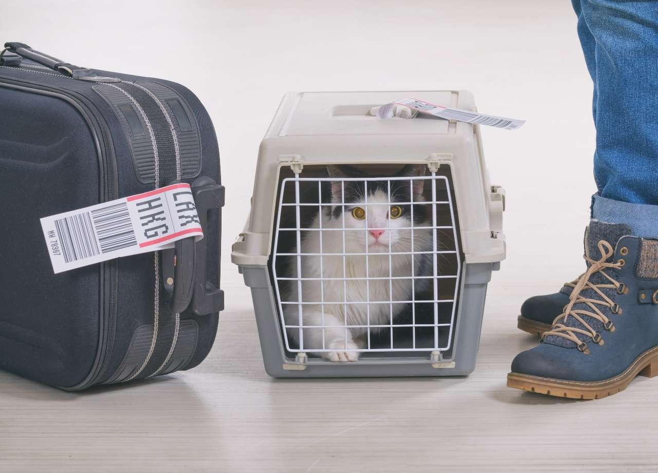 Top Tips for Holiday Boarding