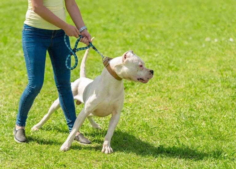 Dog Training Method