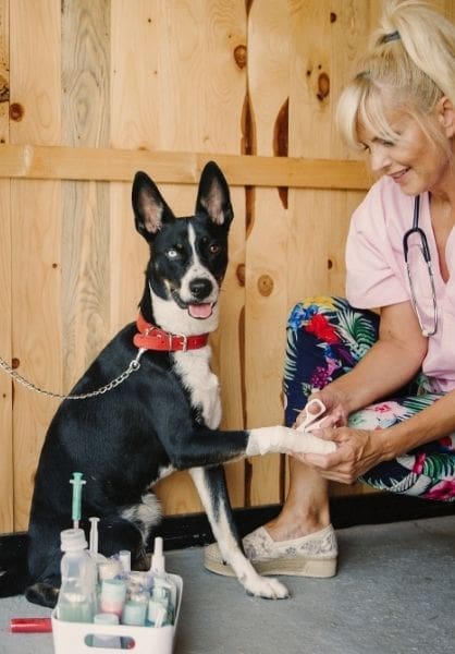 Dog Daycare Warrenton VA 1 dog daycare