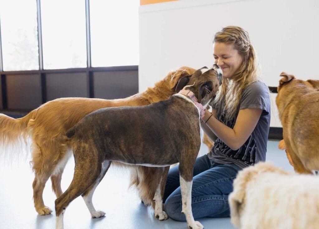 Dog Daycare Warrenton VA 2 Dog Daycare Warrenton VA