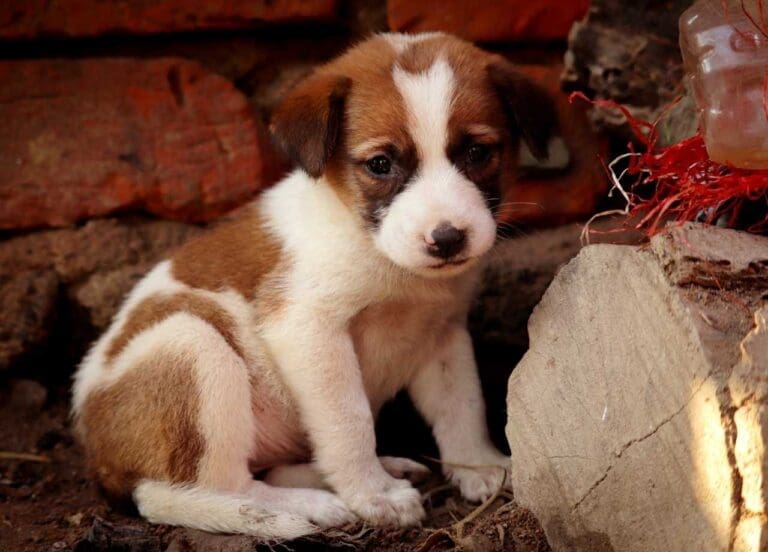 critical socialization period for puppies