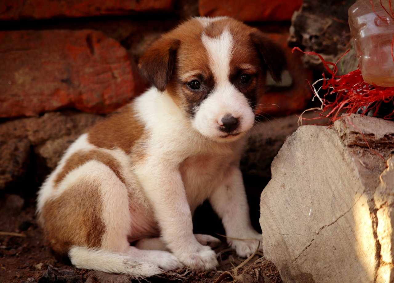 critical socialization period for puppies
