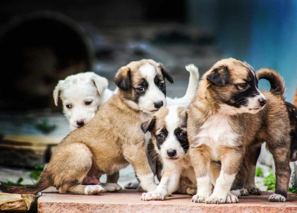 The Critical Socialization Period for Puppies: Why the First Few Months Matter More Than Most Owners Realize 2 critical socialization period for puppies