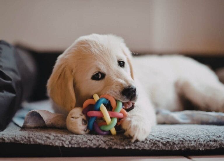 dog toys for mental stimulation​