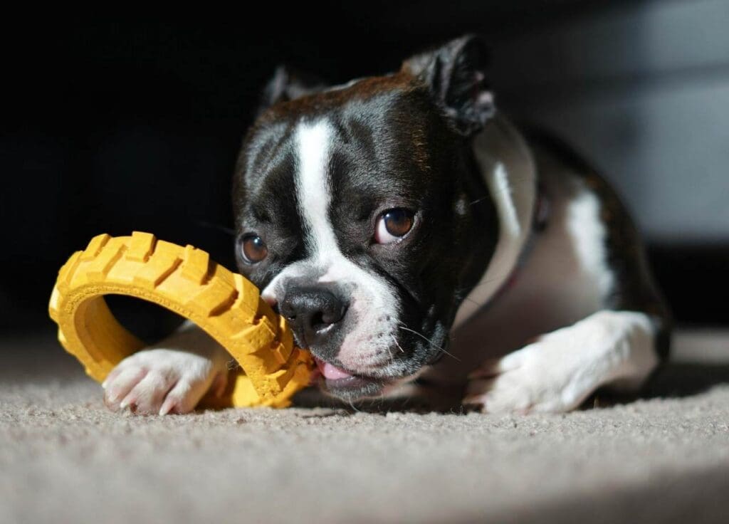 Dog Toys for Mental Stimulation: Why Your Dog’s Brain Needs a Workout Too 2 dog toys for mental stimulation