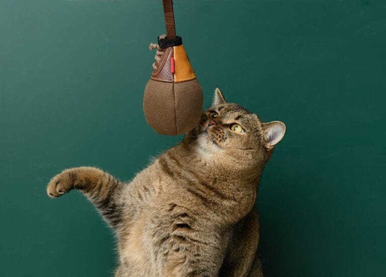 cat enrichment activities