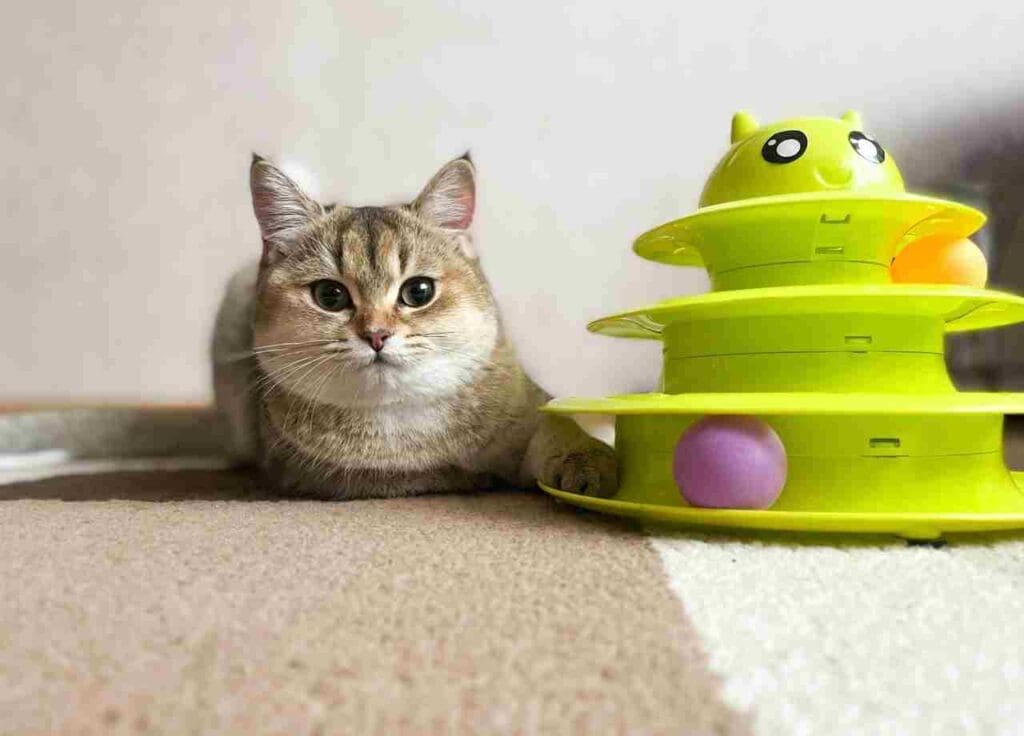 cat enrichment activities