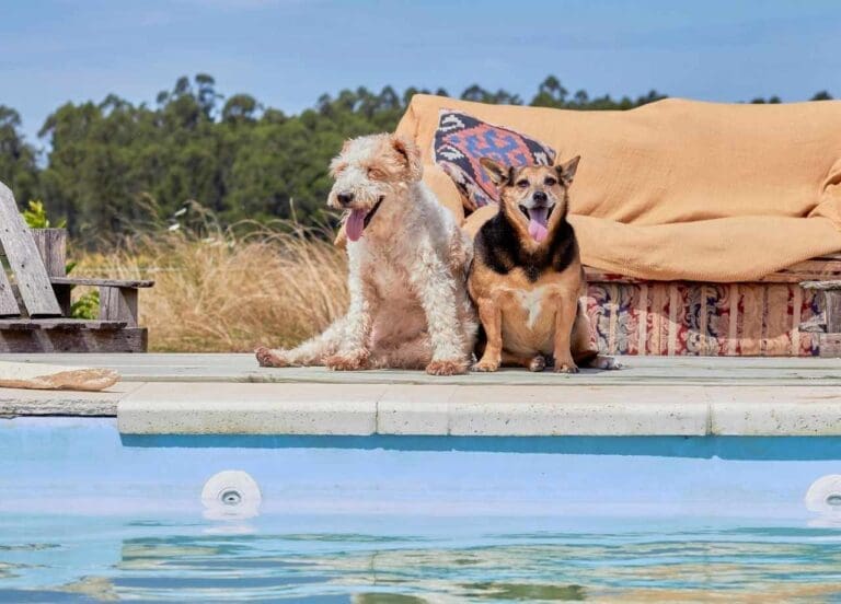 can dogs swim in chlorine pools