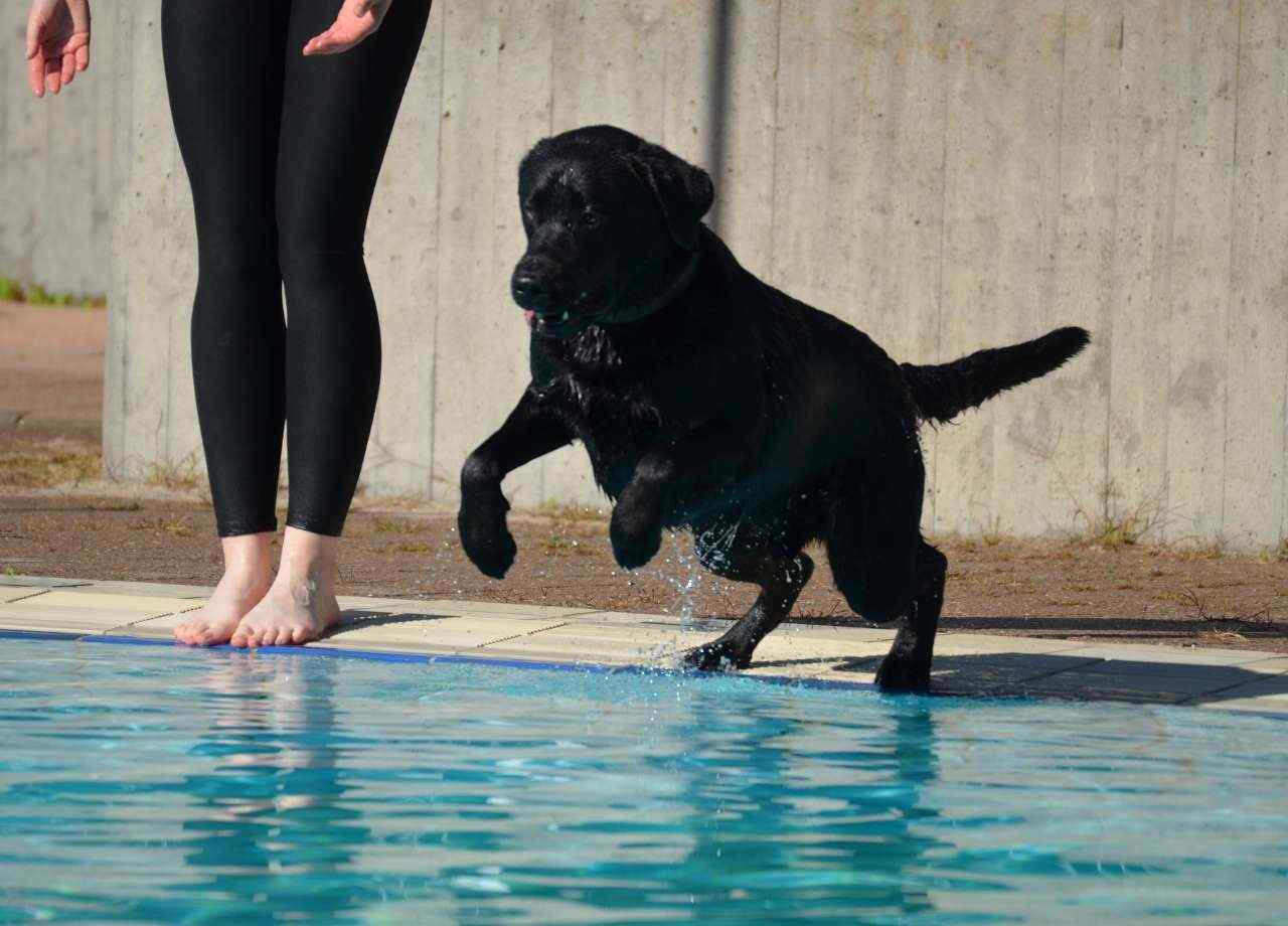 how to teach a dog to swim​