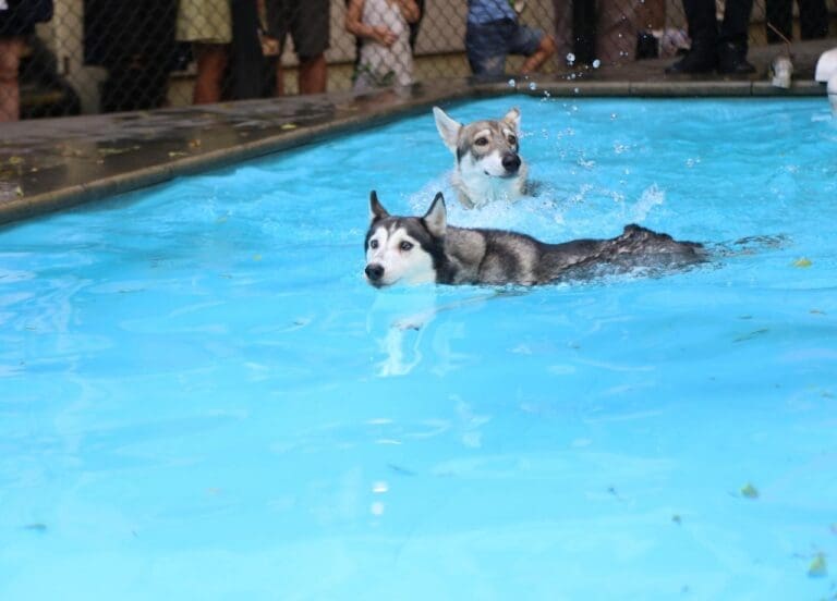 choosing the right swimming pool