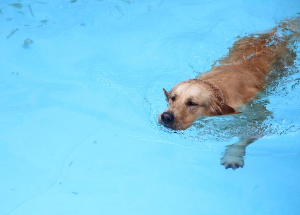 Choosing the Right Swimming Pool for Dogs: What We’ve Learned from Years of Care 2 choosing the right swimming pool