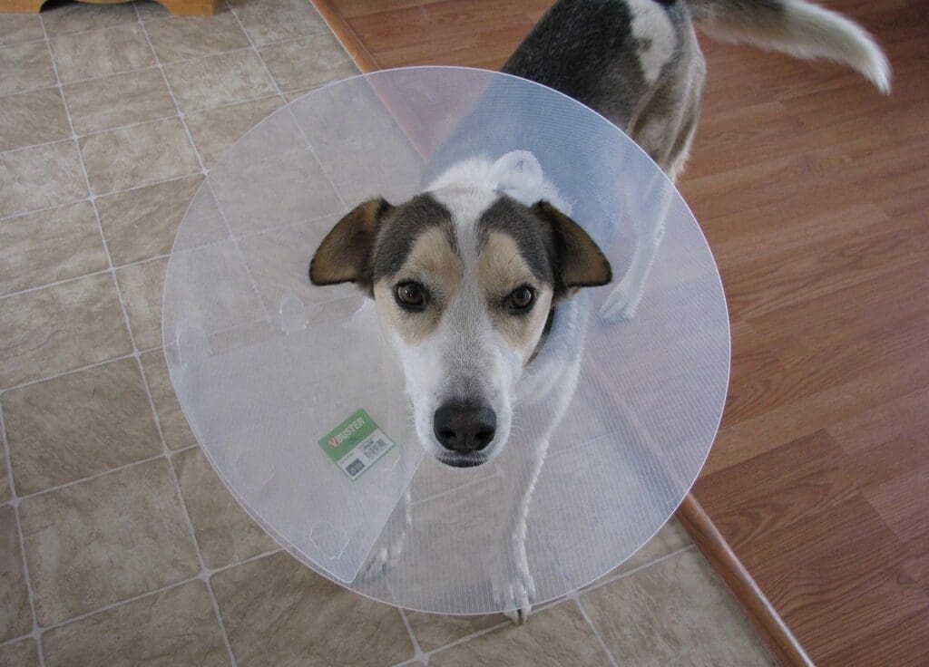 Pet Owner’s Guide to Trail Safety