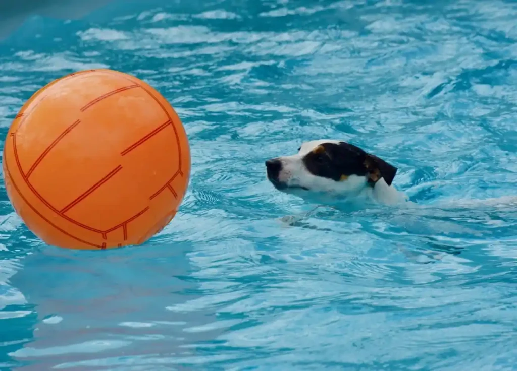 What to Expect at Your First Pool Pawty
