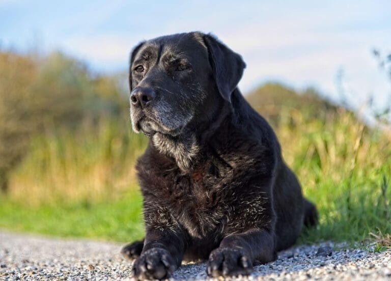 Benefits of Swimming for Senior Dog Joint Health
