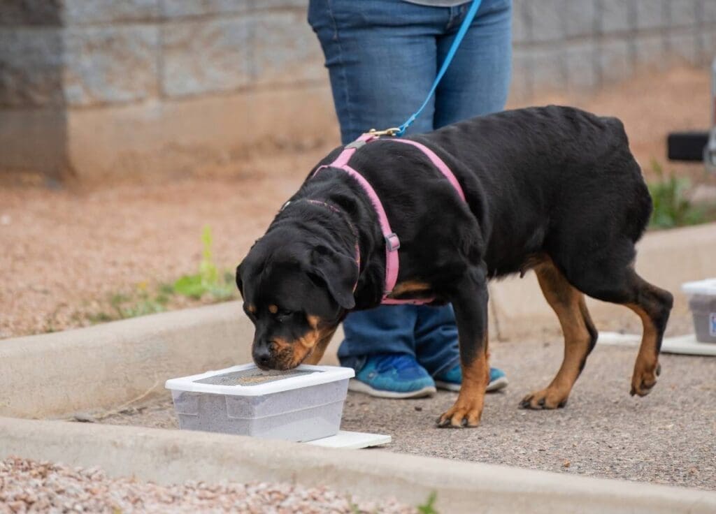 Dog-Friendly Parks in Culpeper and Warrenton