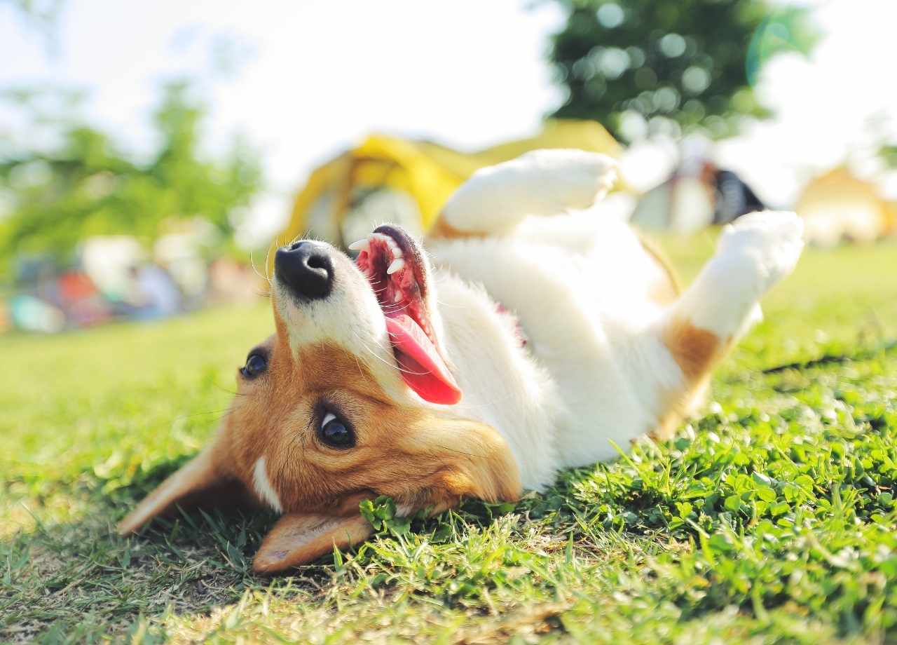 Dog-Friendly Parks in Culpeper and Warrenton
