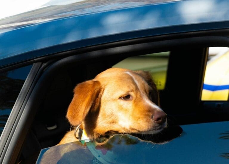 Prepare Your Puppy for Their First Boarding Stay