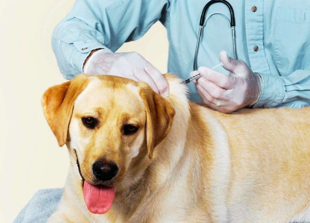Prepare Your Puppy for Their First Boarding Stay