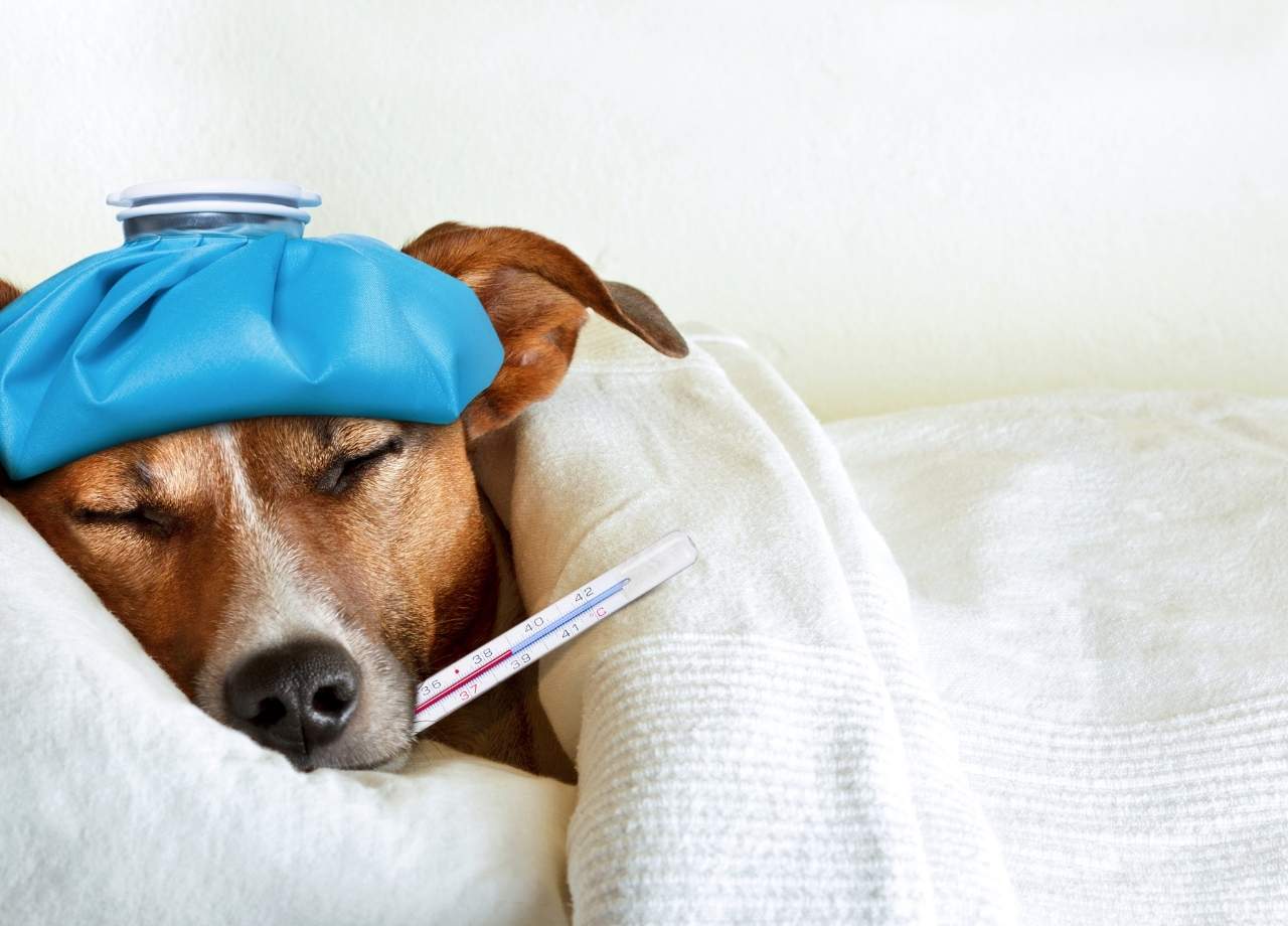 Kennel Cough
