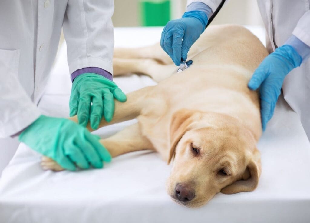 Understanding Kennel Cough: Prevention and Vaccination Requirements 2 Kennel Cough