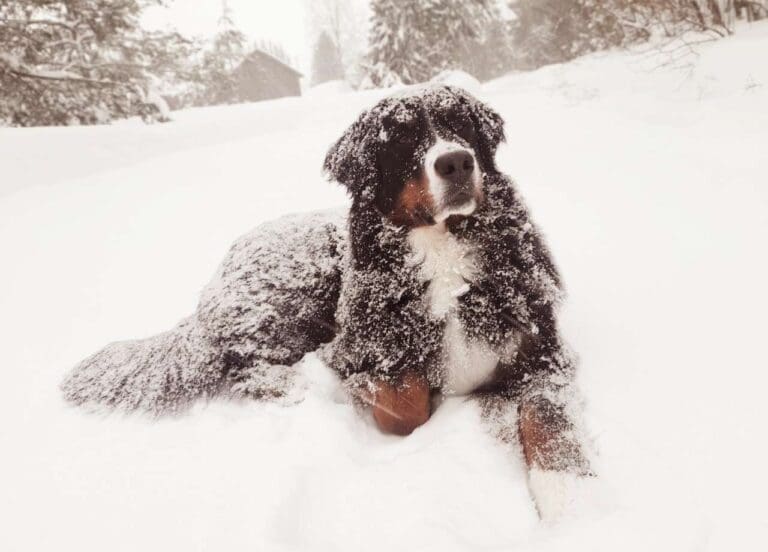 Winter Pet Care Tips