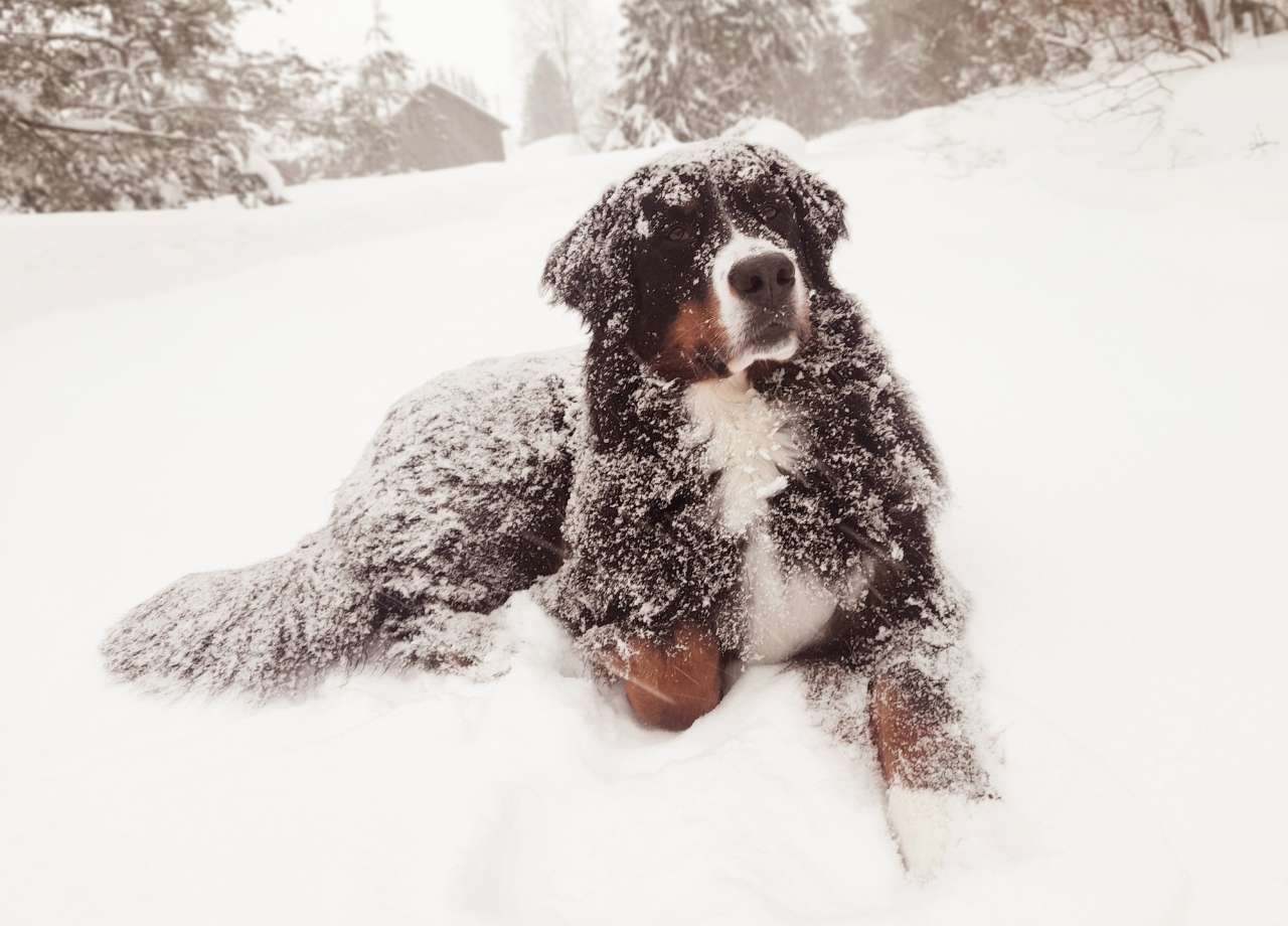Winter Pet Care Tips