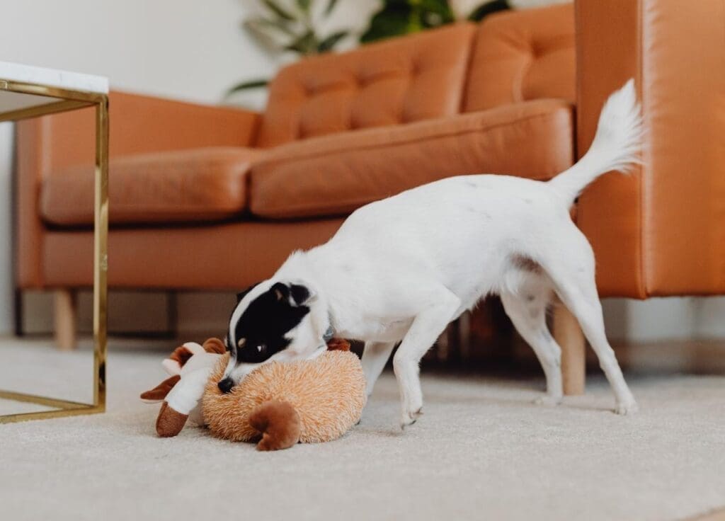 Winter Pet Care Tips: Keeping Your Dog Active When It's Cold in VA 2 Winter Pet Care Tips